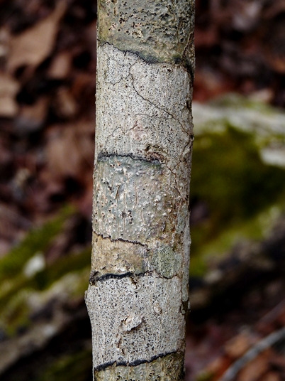 {Staphylea trifolia}